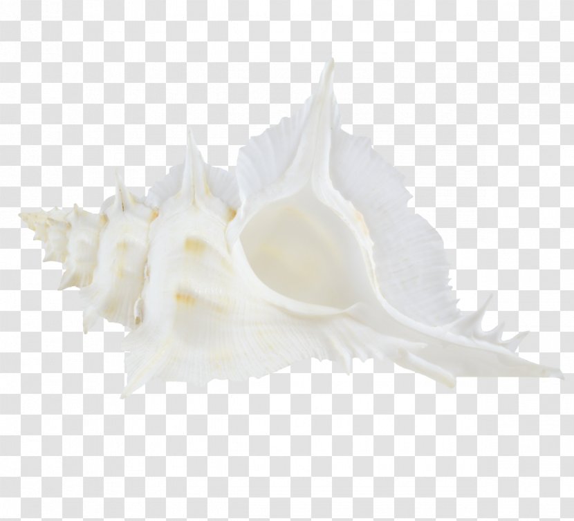 Shankha Conch - White Transparent PNG