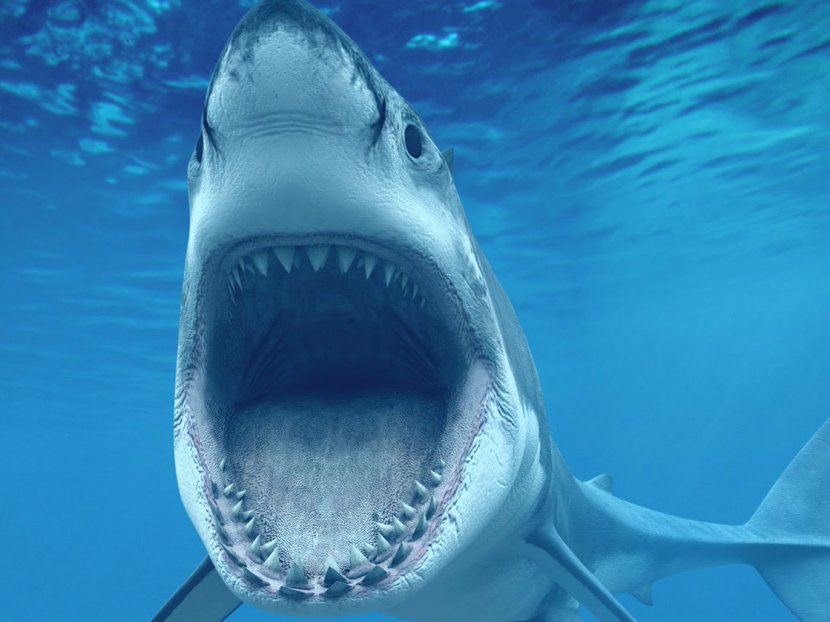 Shark 4K Resolution Ultra-high-definition Television High-definition Video Desktop Wallpaper - Underwater - Sharks Transparent PNG