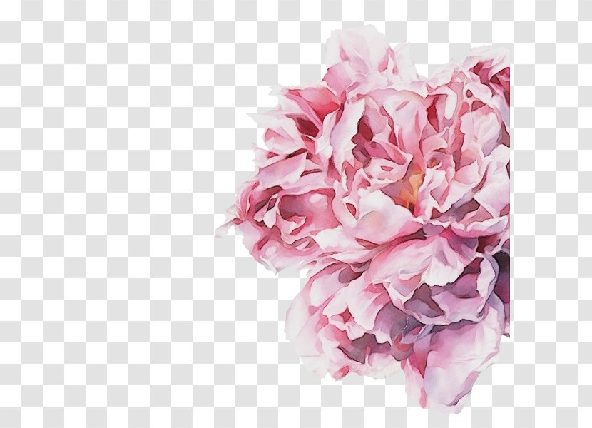 Pink Flower Cut Flowers Petal Plant - Hydrangea Chinese Peony Transparent PNG