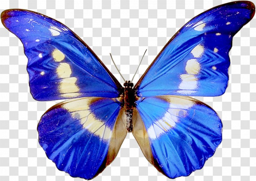 Butterfly Free Content Clip Art - Blue Specimen Transparent PNG