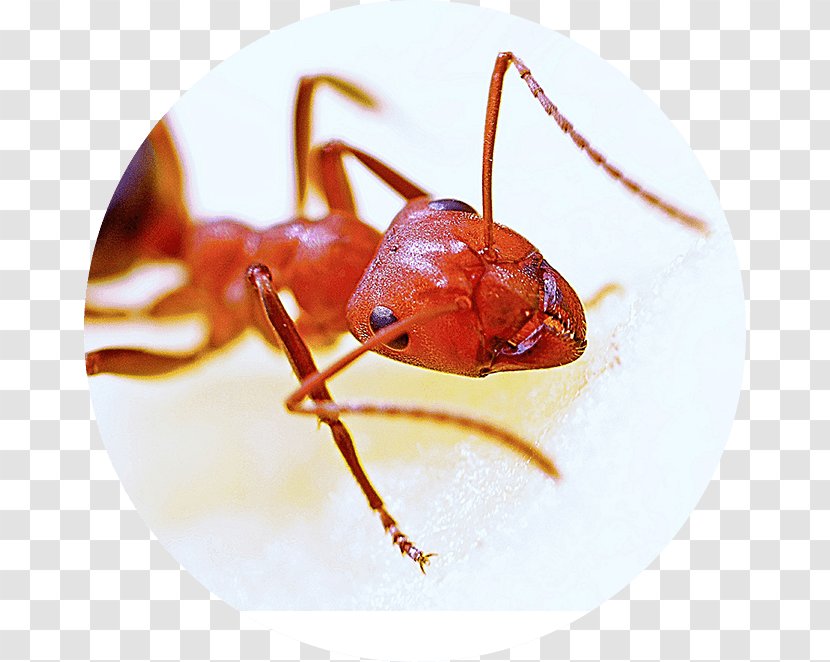 Red Imported Fire Ant Hymenopterans Pest Carpenter - Velvet Ants - For The Workplace Teamwork Quotes Transparent PNG