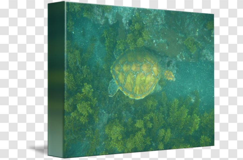 Sea Turtle Ecosystem Pond Turtles Marine Biology Transparent PNG
