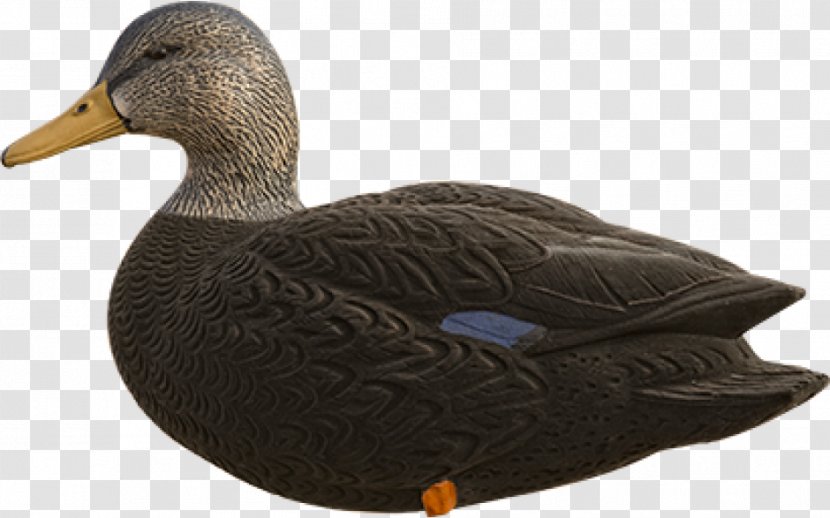 Mallard Goose American Black Duck Cayuga - New Zealand Scaup Transparent PNG