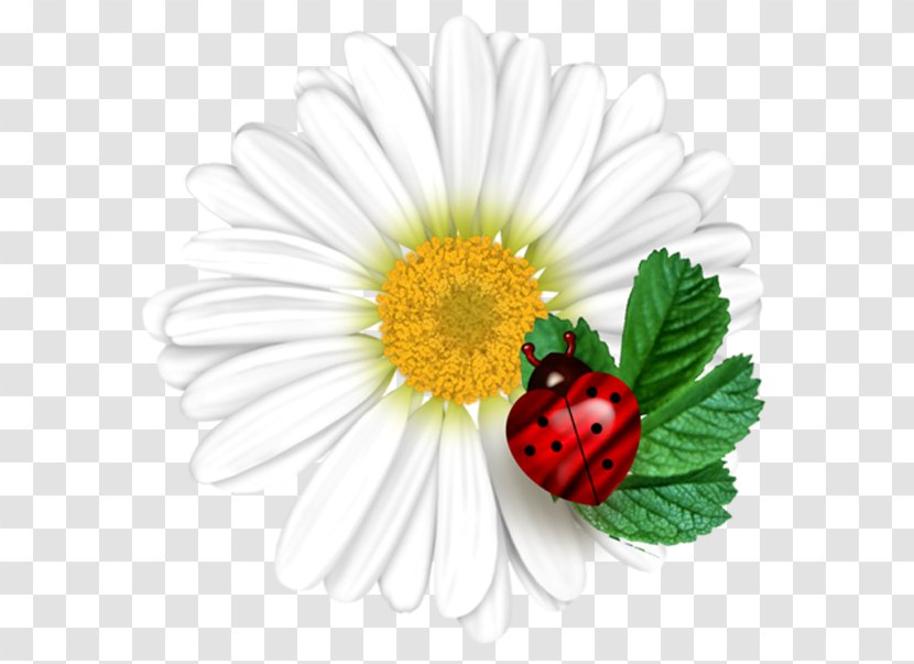Common Daisy Ladybird Flower - Flowering Plant - Ladybug Transparent PNG