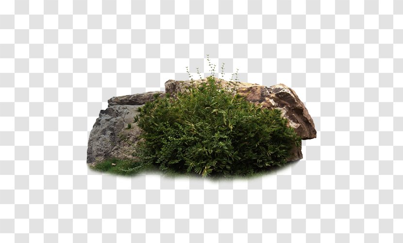 Stone Forest Rock Download - Plant - Grass Group Transparent PNG