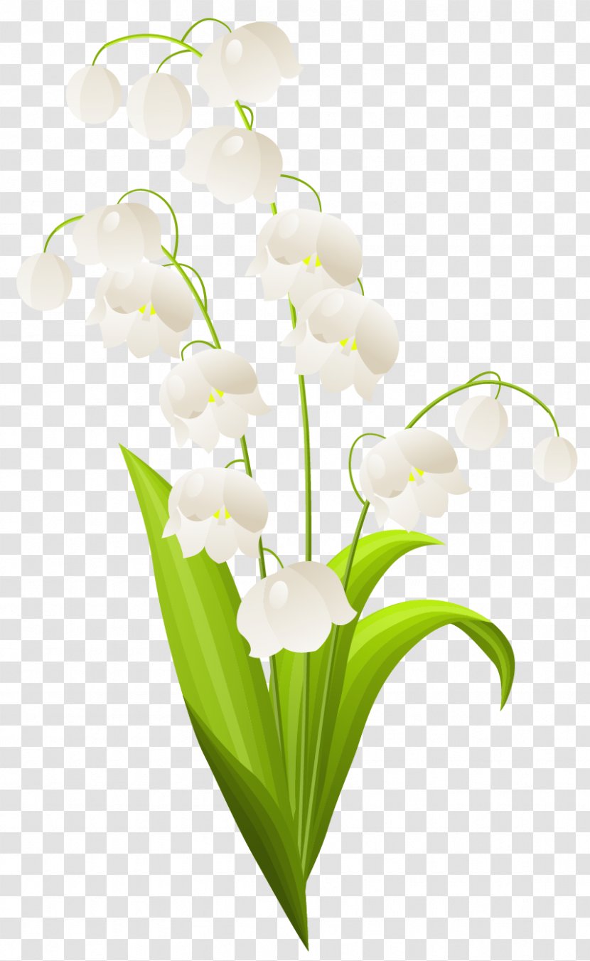 Lily Of The Valley Drawing Flower Illustration - Plant - Clipart Transparent PNG