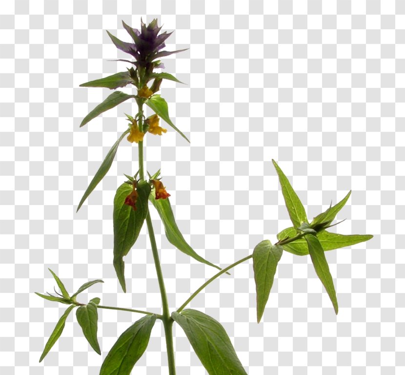 Melampyrum Figworts Seed Plants Plant Stem Transparent PNG