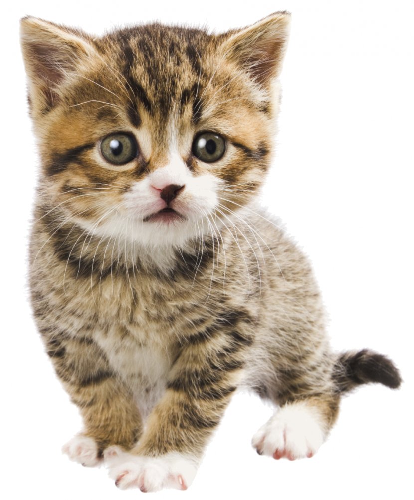Kitten Persian Cat Companion Animal Hospital Pet Veterinarian - Whiskers Transparent PNG