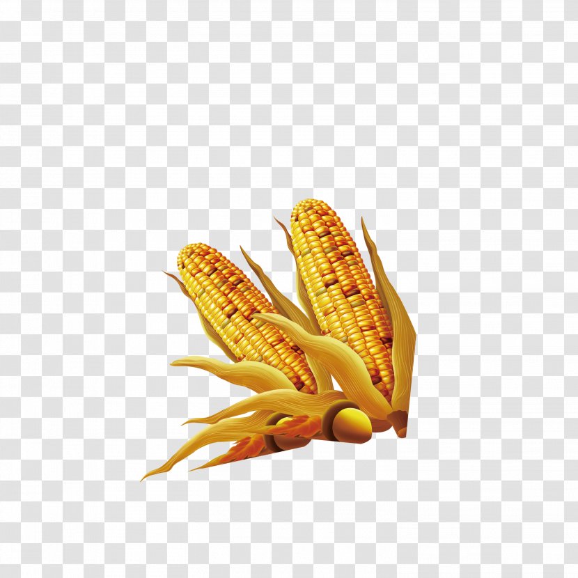 Maize - Golden Corn Transparent PNG