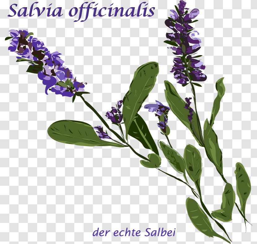 English Lavender Common Sage Herb Rosemary Thymes - Salbei Transparent PNG