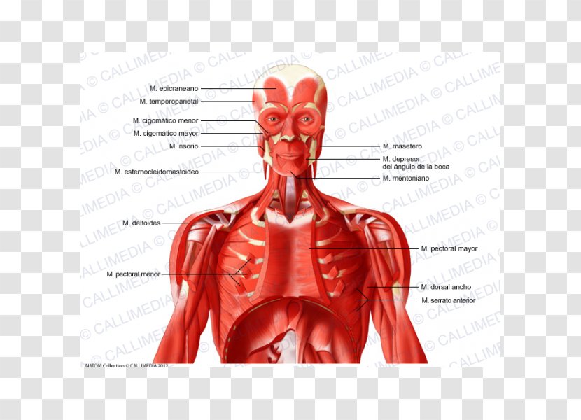 Intercostal Muscle Human Body Neck Muscular System - Heart - Flower Transparent PNG