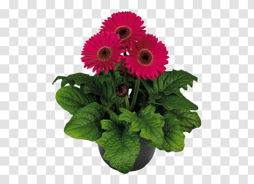 Cut Flowers Plant Gerbera Jamesonii Daisy Family - Annual - Lilac Flower Transparent PNG