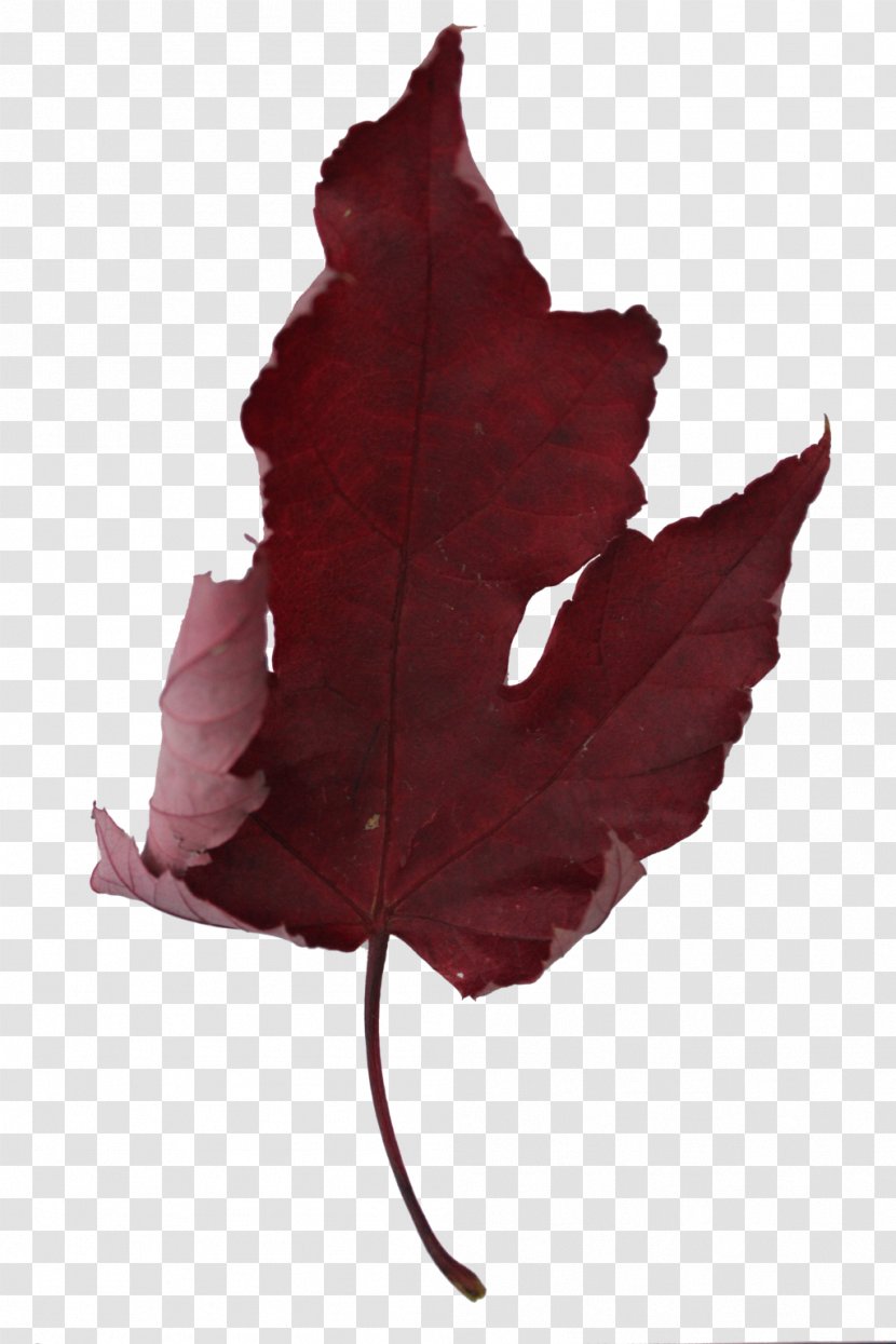 Maple Leaf - Tree Transparent PNG