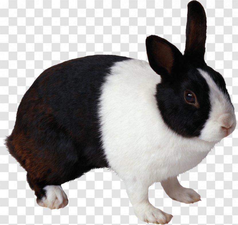 Domestic Rabbit Image Resolution Clip Art - Rabits And Hares Transparent PNG
