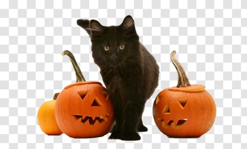Black Cat Kitten Maine Coon Chartreux Whiskers - Jack O Lantern Transparent PNG