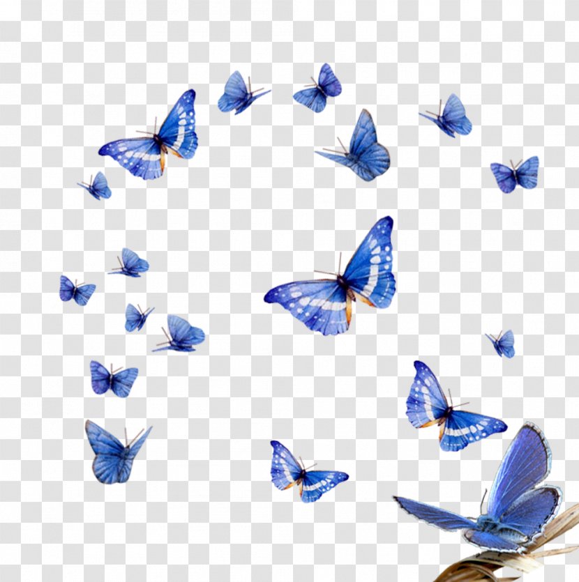Butterfly Effect Assalamualaikum Beijing Clip Art - Moths And Butterflies Transparent PNG