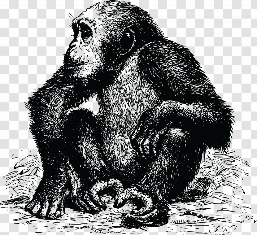 Chimpanzee Gorilla Ape - Black And White Transparent PNG