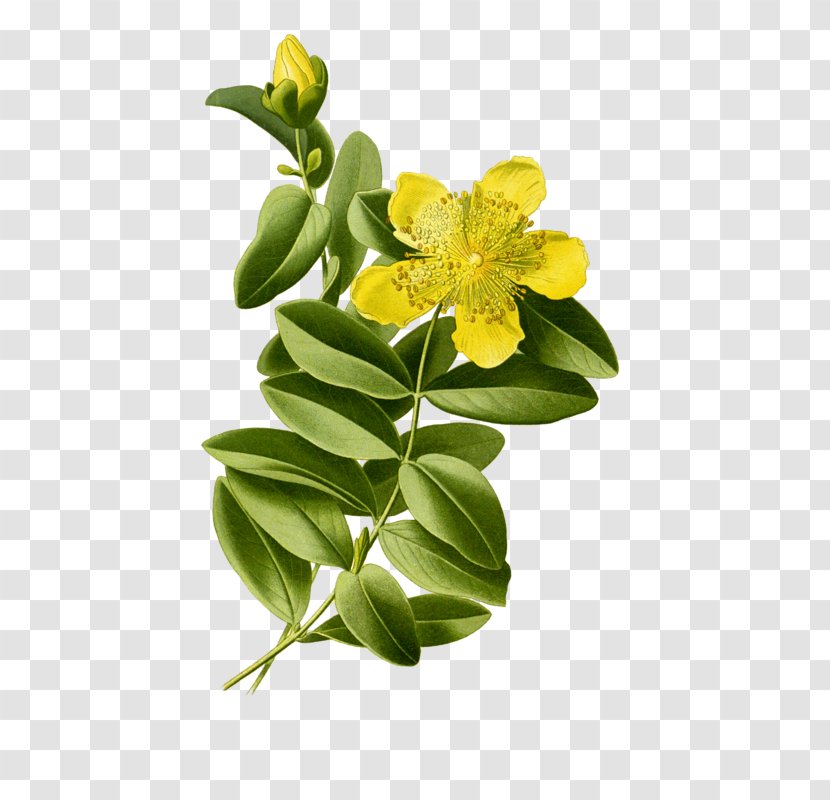 Aaron's Beard Perforate St John's-wort Botanical Illustration Hypericum Hirsutum Botany - Rose - Flower Transparent PNG