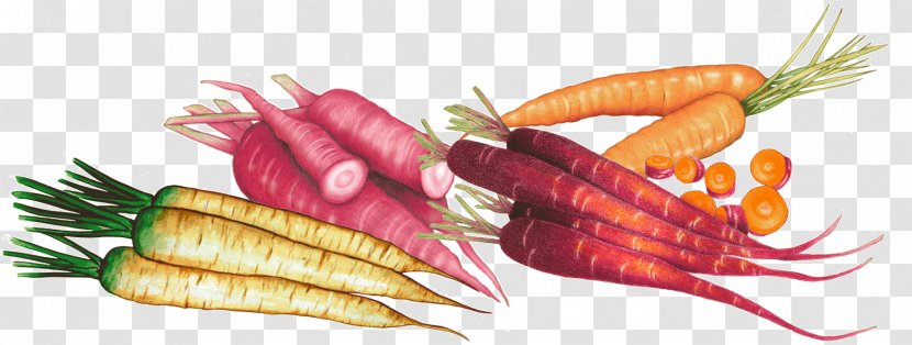Carrot Natural Foods Vegetarian Cuisine Local Food - Vegetable Transparent PNG