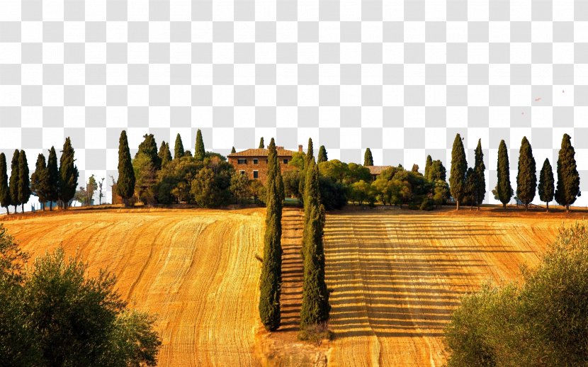 Siena Florence Restaurant Art - Grass - Italy Tuscany Three Prairie Transparent PNG
