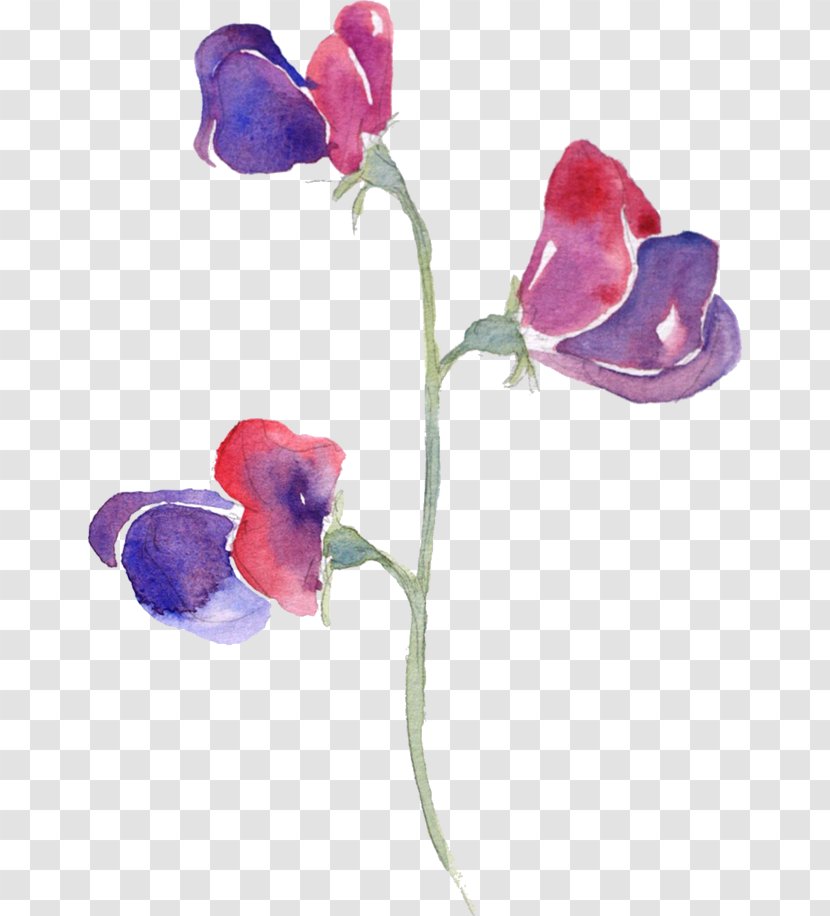 Sweet Pea Watercolor Painting Flowers In - Plant Stem Transparent PNG