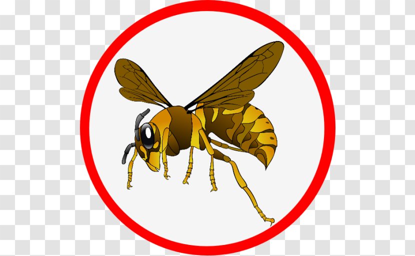 Clip Art Wasp European Hornet - Honey Bee Transparent PNG