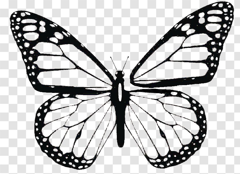 Monarch Butterfly Coloring Book Adult Child - Brush Footed Transparent PNG