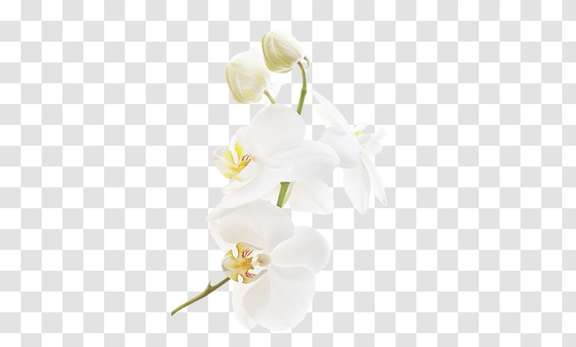 Moth Orchids Flower Clip Art - Petal Transparent PNG