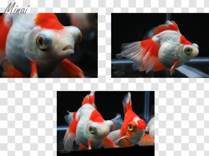 Oranda Pet Fish Solid Gold Aquatics - Butterfly Goldfish Transparent PNG