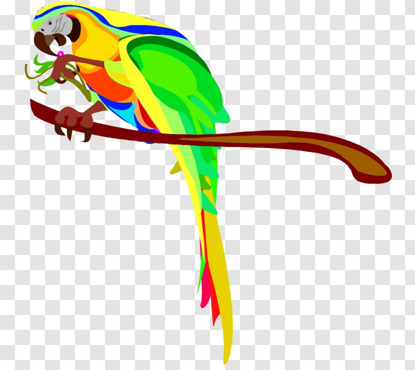 Parrot Bird Macaw Clip Art - Photography - Cartoon Pictures Of Parrots Transparent PNG
