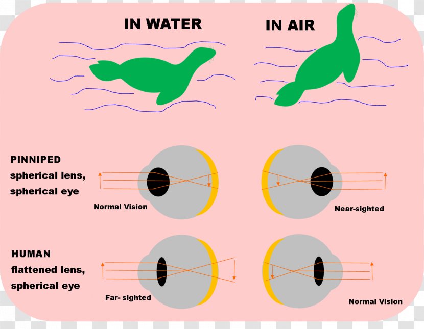 Earless Seal Eye Weddell Visual Perception Harp - Tree Transparent PNG