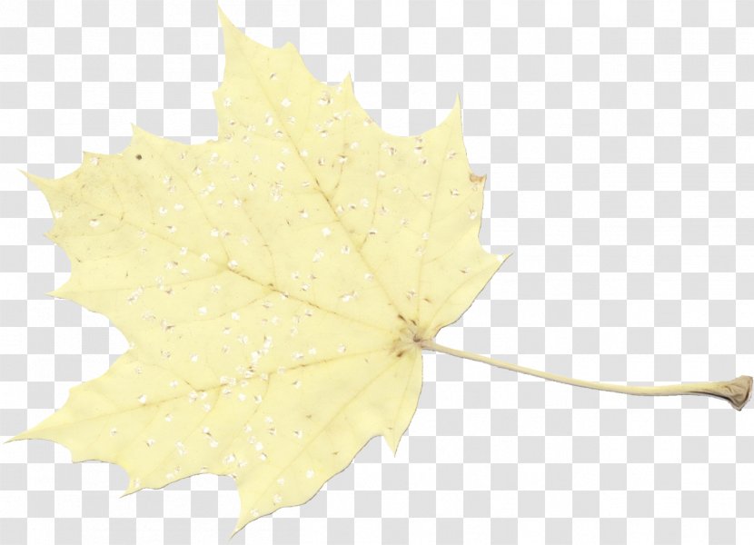 Family Tree Background - Silver Maple - Flowering Plant Transparent PNG