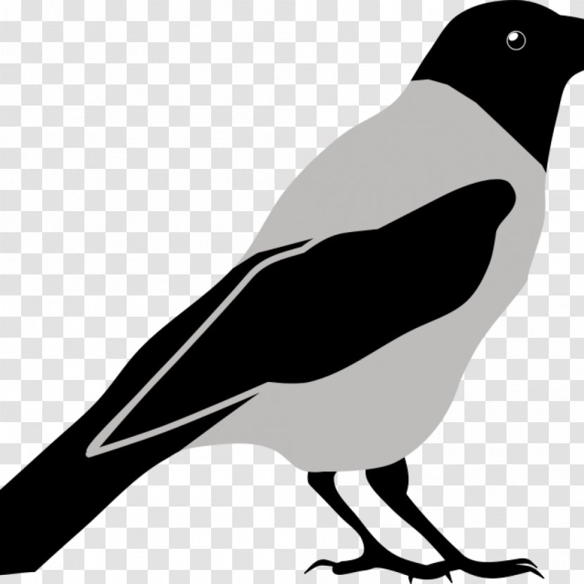 Clip Art Vector Graphics Crow Image - Magpie Transparent PNG