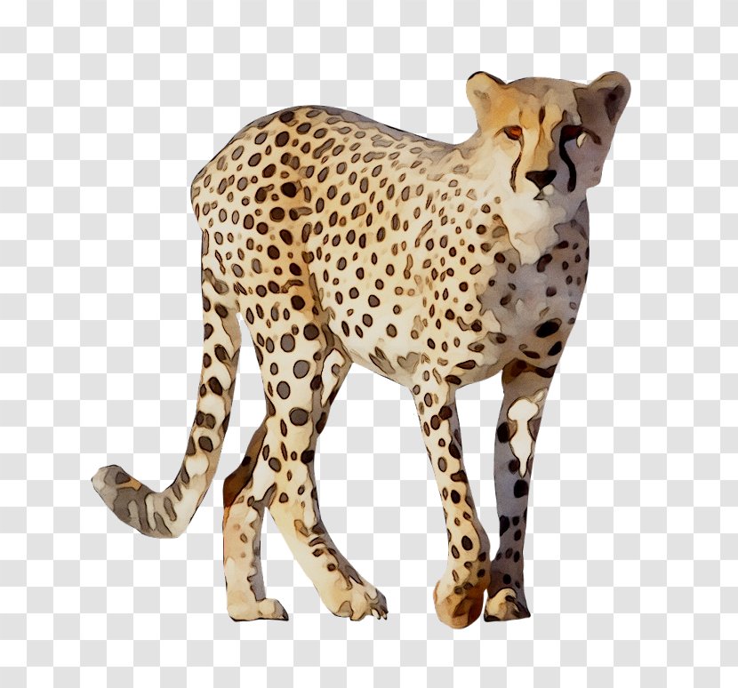 Cheetah Leopard Lion Animal Drawing - Big Cats - Cat Transparent PNG