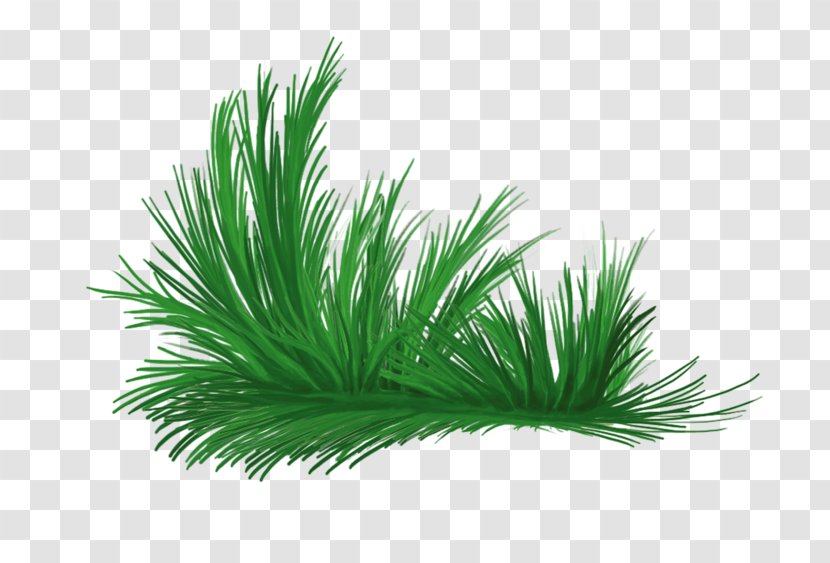 Love The Natural Environment - Palm Tree - Grass Transparent PNG