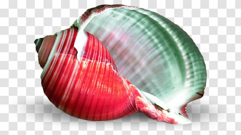 Seashell Cockle Mollusc Shell - Clam Transparent PNG