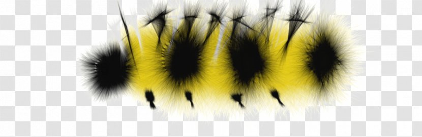 Butterfly Caterpillar - Eyelash - Transparent Transparent PNG