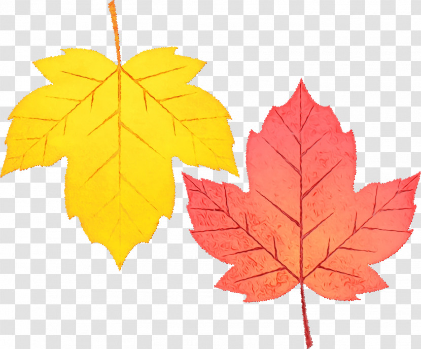 Maple Leaf Transparent PNG