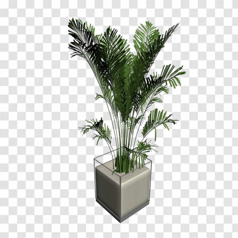 Arecaceae Houseplant Tree - Plant - Cat Palm Transparent PNG
