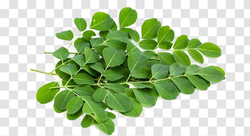Drumstick Tree Food Nutrition Leaf Dietary Supplement Transparent PNG