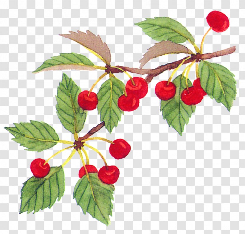 Cherry Fruit Food - Auglis - Tree Branch Picture Material Transparent PNG