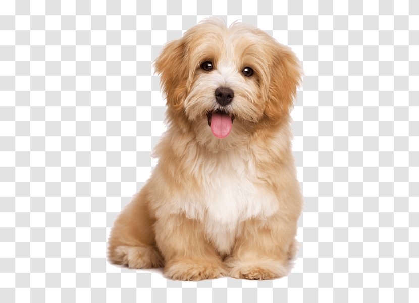 Havanese Dog Pet Sitting Labrador Retriever Puppy Cat Transparent PNG