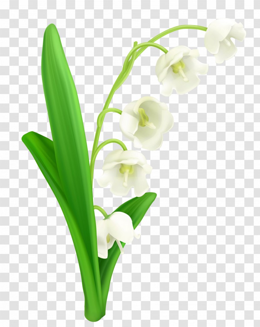 Lily Of The Valley Stock Photography Clip Art - Flower - Callalily Transparent PNG