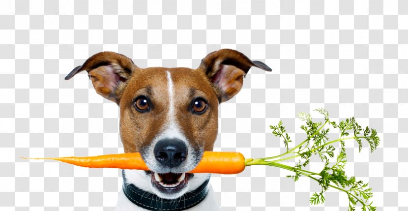 Dog Food Raw Foodism Health - Eating Transparent PNG