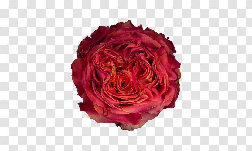 Garden Roses Cabbage Rose Floribunda Cut Flowers - Petal - Blush Ranunculus Cream Transparent PNG
