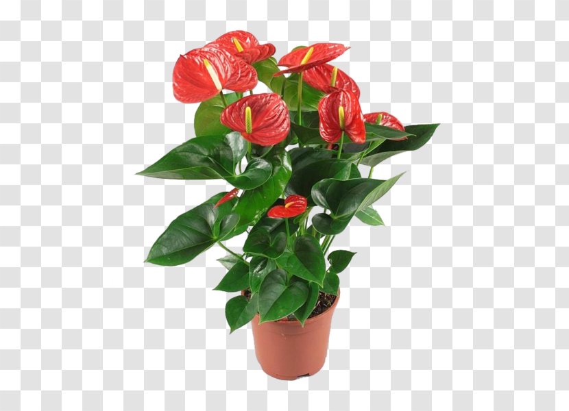 Painter's-palette Houseplant Plants Garden Souq Red - Peppers Transparent PNG