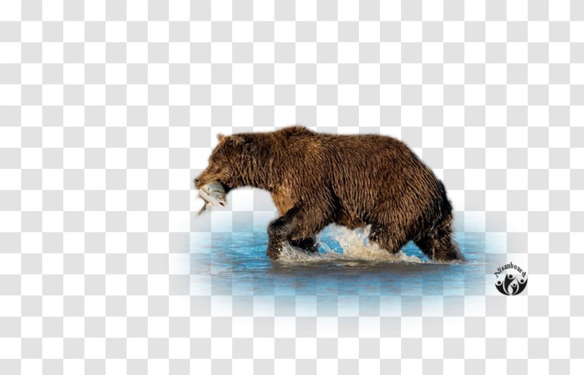 Grizzly Bear Brown Terrestrial Animal Wildlife Transparent PNG
