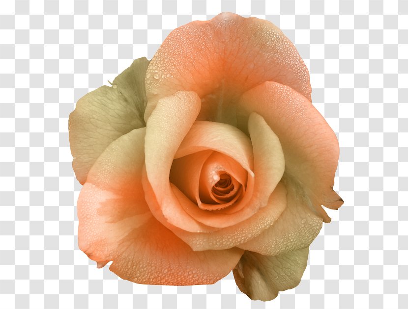 Garden Roses Flower Floribunda Clip Art Transparent PNG