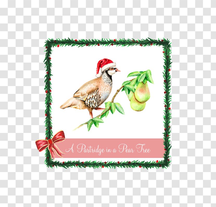 The Twelve Days Of Christmas Partridge Lyrics Pear - Meaning Transparent PNG
