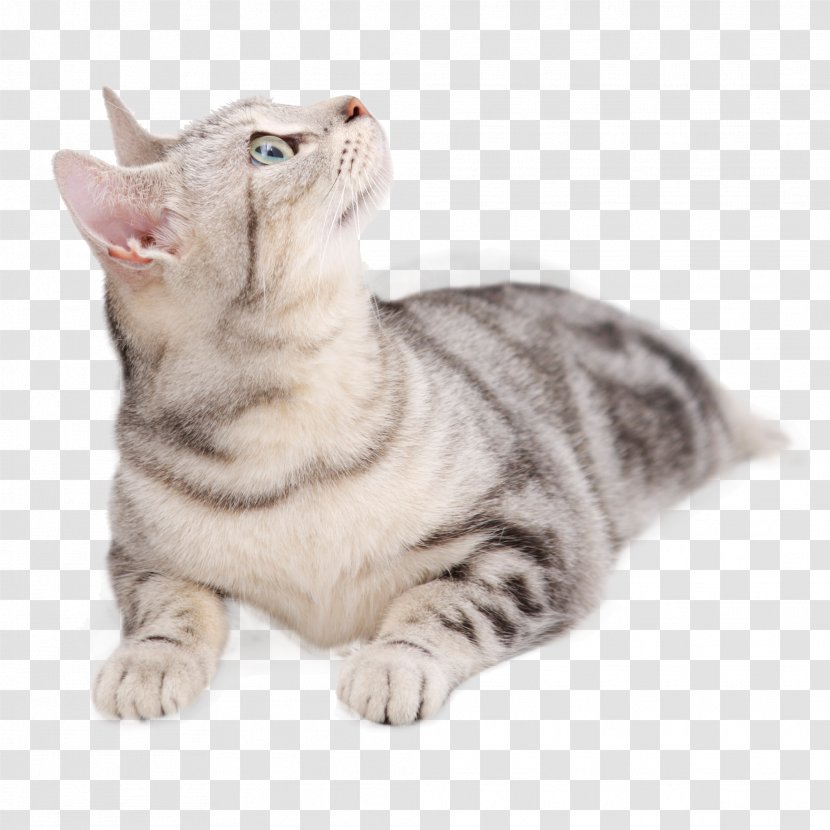 British Shorthair Persian Cat American Dog Tabby - Looking Upward Transparent PNG